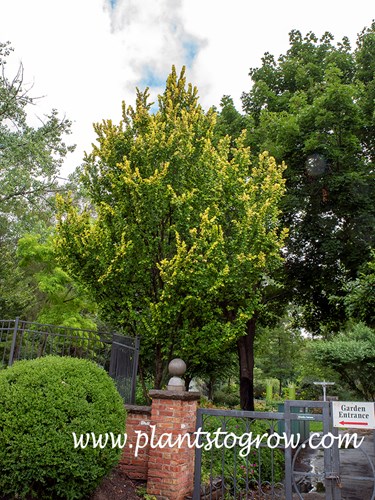 Golden Elm (Ulmus x hollandica Dampieri aurea)